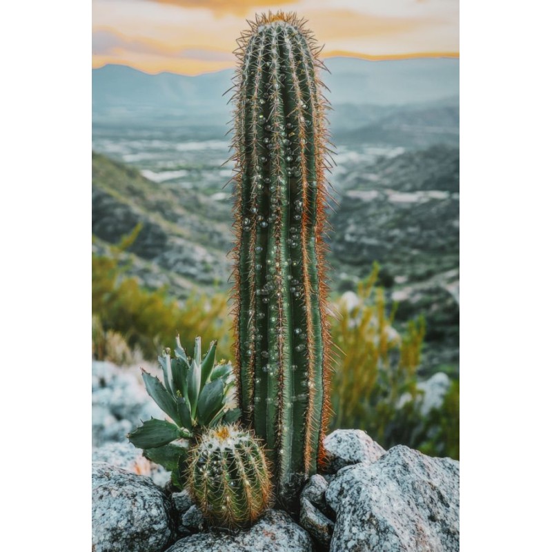 Lienzo lacado Cactus H – Grandeza y arte mural moderno (60 x 4 x 90 cm)