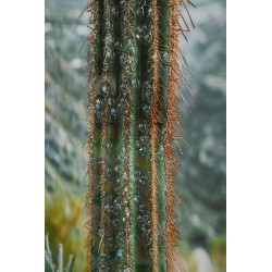 Lienzo lacado Cactus H – Grandeza y arte mural moderno (60 x 4 x 90 cm)