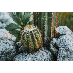 Lienzo lacado Cactus H – Grandeza y arte mural moderno (60 x 4 x 90 cm)