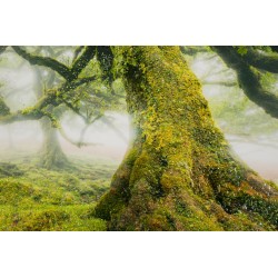 Impresión sobre lienzo lacado Bosque – Naturaleza y profundidad en tus paredes (90 x 4 x 60 cm)