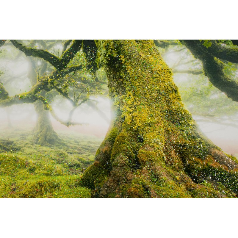 Impresión sobre lienzo lacado Bosque – Naturaleza y profundidad en tus paredes (90 x 4 x 60 cm)