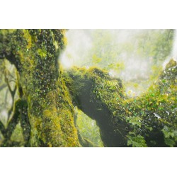 Impresión sobre lienzo lacado Bosque – Naturaleza y profundidad en tus paredes (90 x 4 x 60 cm)